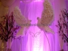 Wedding pigeons of orchids